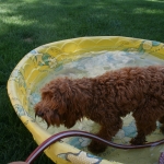 Adorable Down East Labradoodles