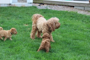 Sierra & two of her pups