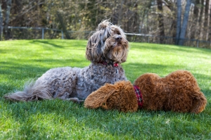 new england labradoodle