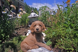 Green Lulu 6 weeks old