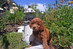 Orange Lulu 6 weeks old