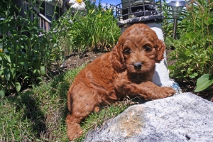 Pink Lulu 6 weeks old