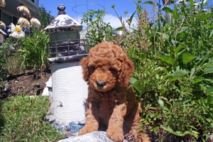 Yellow Lulu 6 weeks old