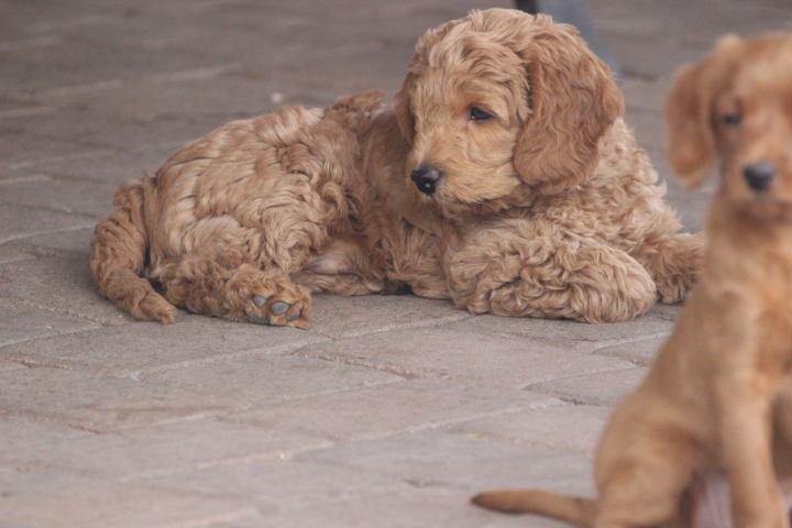 how long does it take to potty train a labradoodle puppy