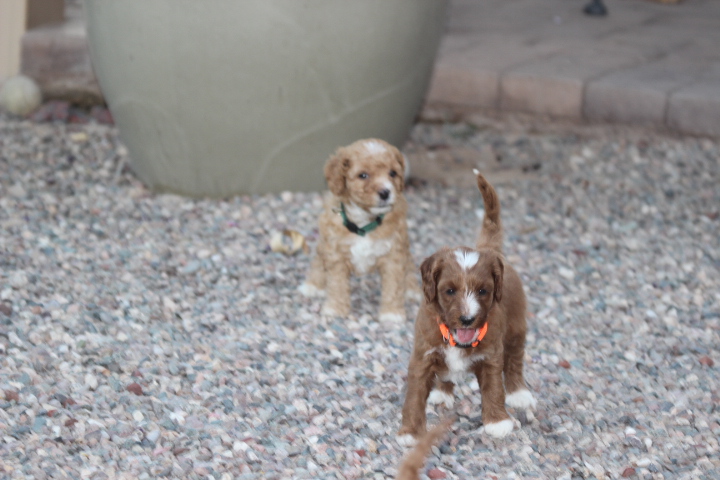 Wavy hotsell labradoodle puppy