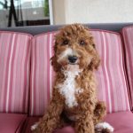 Cute Labradoodle Puppy